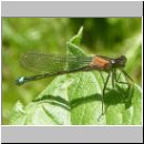 Ischnura elegans - Grosse Pechlibelle w01.jpg